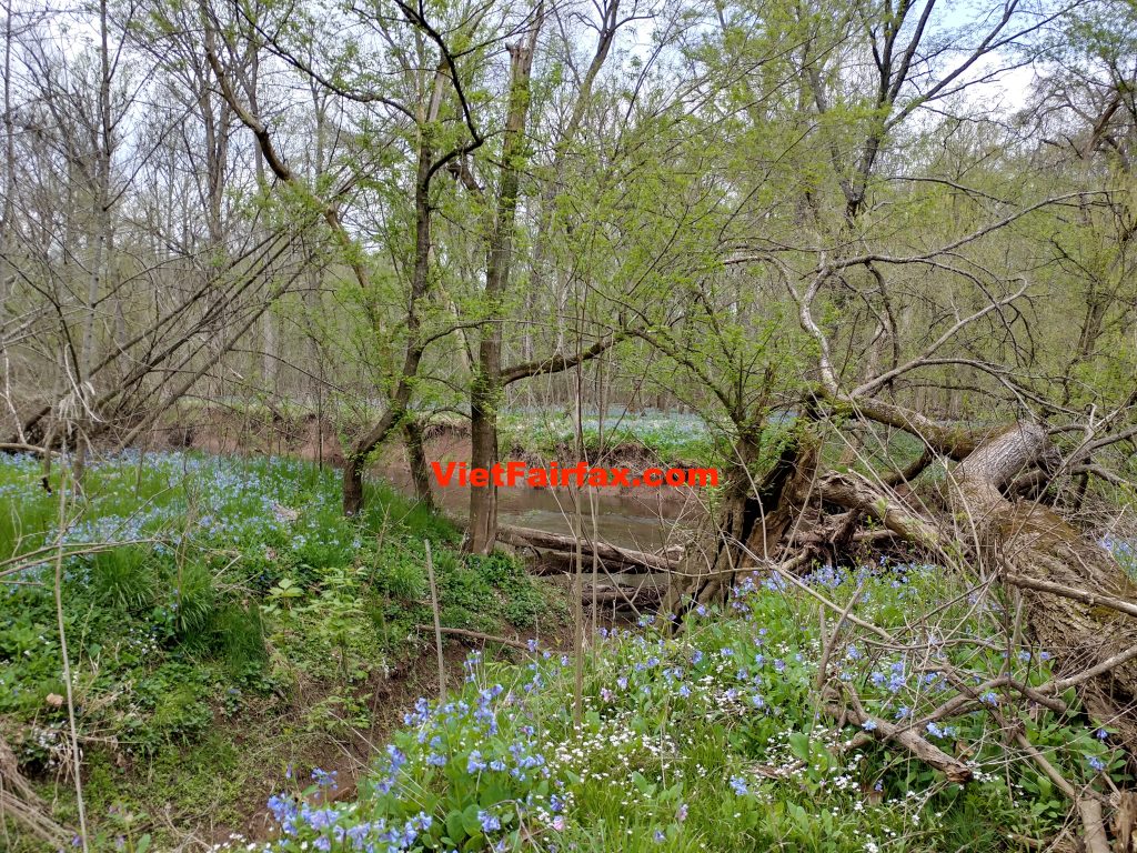 BluebellsTrail10April2021P03-1024x768.jpeg